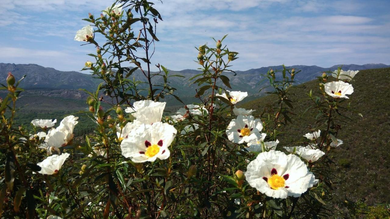 Casa Rural La Colmena Del Geoparque Navatrasierra Ngoại thất bức ảnh